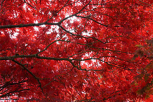 Underside Of Red Canopy