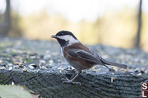 Chestnut Backed Chickadee