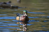 Male Wood Duck Coming For Food