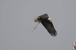 Bald Eagle Flying With Bird Remains