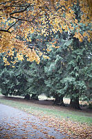 Orange Maple Leaves And Snow