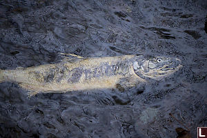 Dead Salmon In River