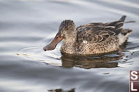 Northern Shoveler Female