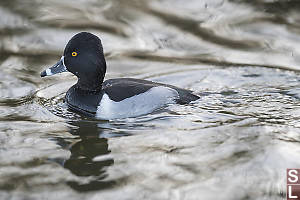 Ring-necked Duck Male