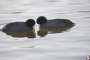 Two American Coots