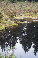 Forest Reflected In Pond