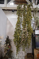 Hops Drying From Rafters