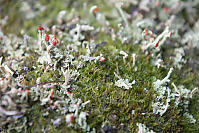 Lichen Growning Through Moss