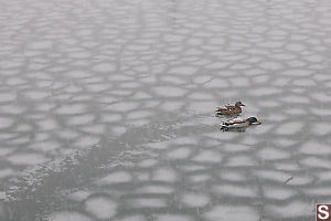 Mallards Pushing Through Ice