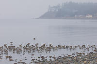 Shorebirds Near Shore