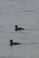 Two Surf Scoters