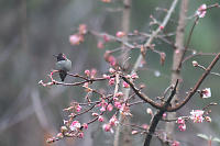 Annas On Branch