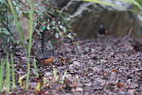 Spotted Towhee In Compost