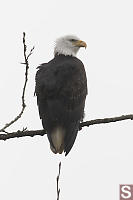 Bald Eagle On Branch