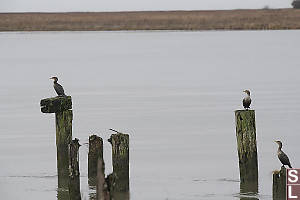 Double Creasted On Old Pilings