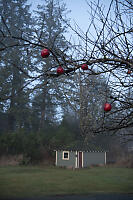 Apples On Tree