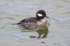 Female Bufflehead