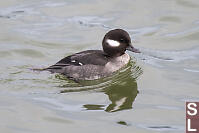 Female Bufflehead