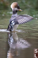 Female Hooded Merganser