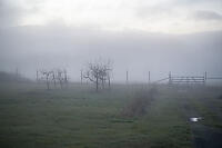 Foggy Orchard