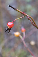 Forest Reflected In Rose Hip