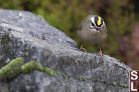 Golden Crowned Kinglet On Rock