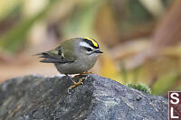 Golden Crowned Kinglet