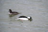 Male Bufflehead Putting On Display