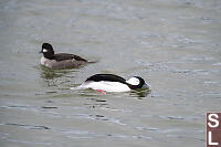 Male Bufflehead Putting On Display