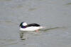 Male Bufflehead Shimmering