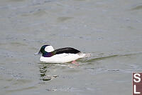 Male Bufflehead Shimmering