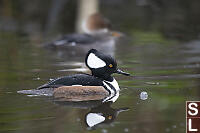 Male Hooded Merganser