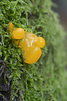 Orange Jelly Spot Growing In Moss