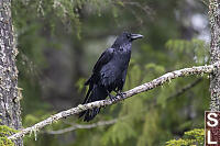 Raven On Branch