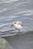 Sanderling Alone