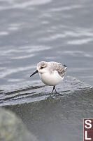 Sanderling Alone