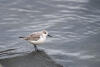 Sanderling Looking Right