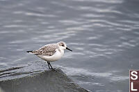 Sanderling Looking Right