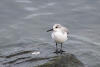 Sanderling On Corner Of Rock