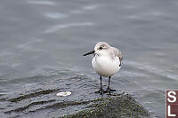 Sanderling On Corner Of Rock