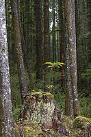 Seedling On Stump