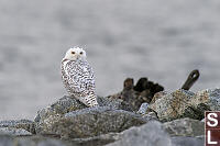 Snowy Owl Back