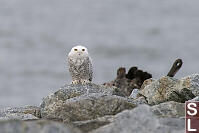 Snowy Owl Front