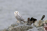 Snowy Owl Furry Talons