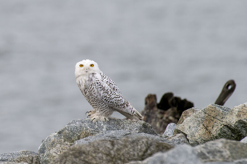 Snowy Owl Furry Talons