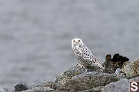 Snowy Owl Side