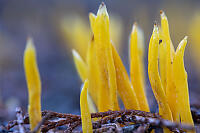 Some Random Fungus In Leaf Litter