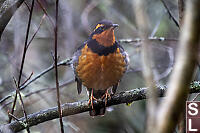 Varied Thrush Through Brush