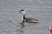 Horned Grebe Red Eye