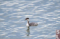 Horned Grebe With Waterdrops